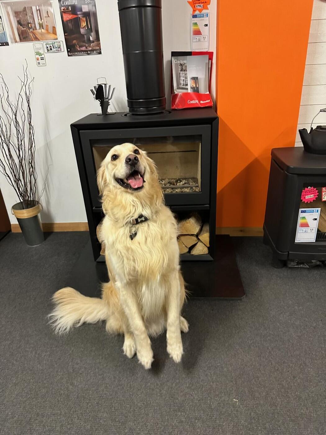Mojo, part of the family
