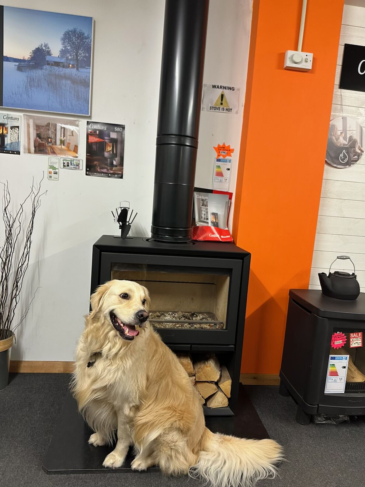Mojo the showroom dog sitting in the showroom